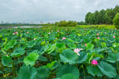 暮色中的哈尔滨大剧院湿地