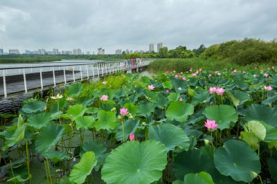 暮色中的哈尔滨大剧院湿地