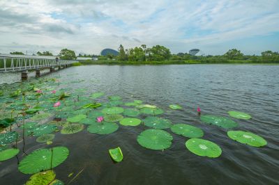 暮色中的哈尔滨大剧院湿地