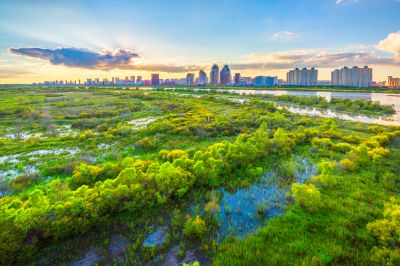 阳明滩湿地晨光