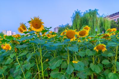 儿童公园的向日葵花海