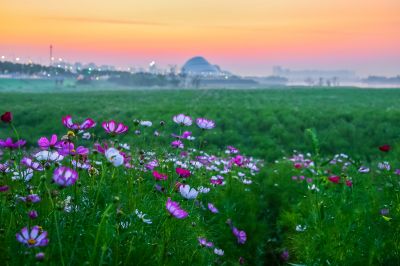 美丽的格桑花海