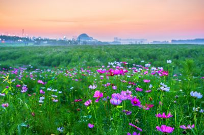 美丽的格桑花海