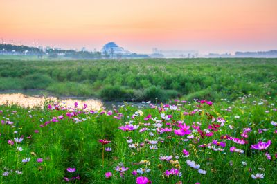 美丽的格桑花海