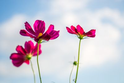 美丽的格桑花海
