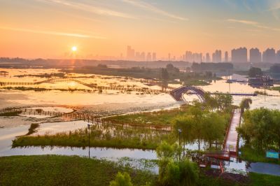 外滩湿地夏日美景