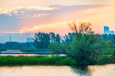 外滩湿地夏日美景