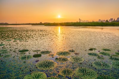 外滩湿地夏日美景