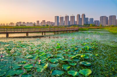 外滩湿地夏日美景