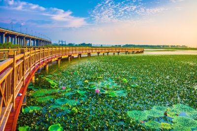 外滩湿地夏日美景