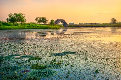外滩湿地夏日美景