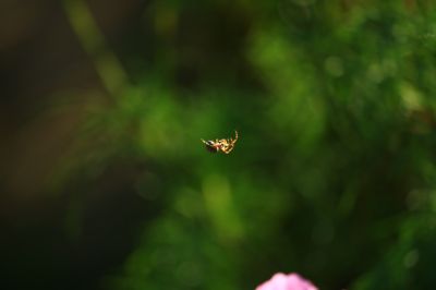 湿地花海