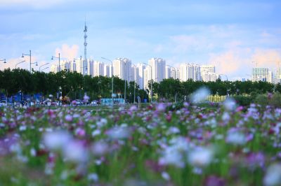 湿地花海