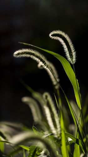 花草小品