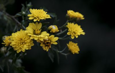 中国亭园菊花展