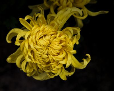 中国亭园菊花展
