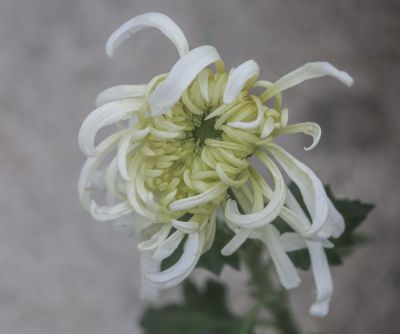 中国亭园菊花展