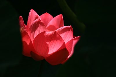 秋荷
