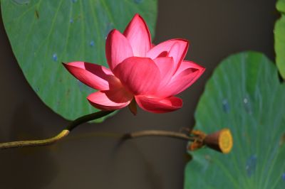 秋荷
