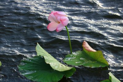 秋荷