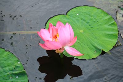 秋荷
