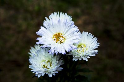 翠菊