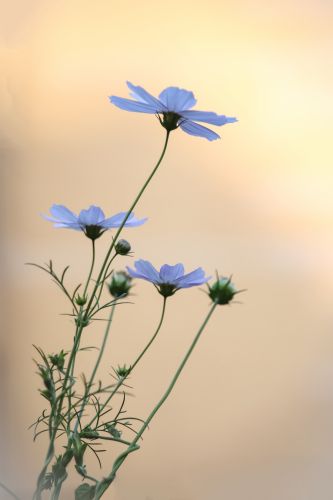 秋英花