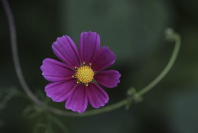 秋英花