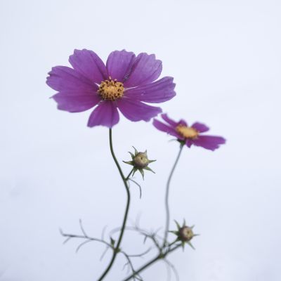 秋英花