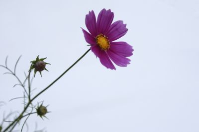秋英花