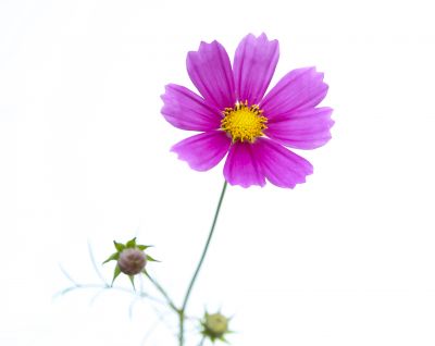 秋英花