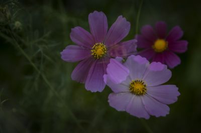 秋英花