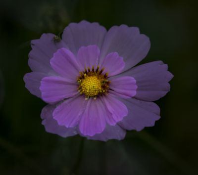 秋英花