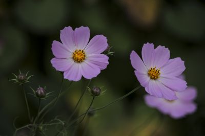 秋英花