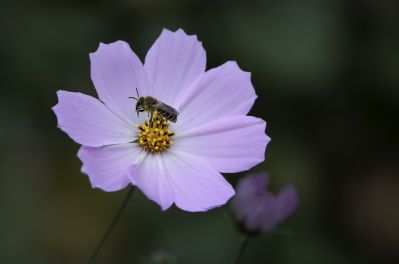 秋英花