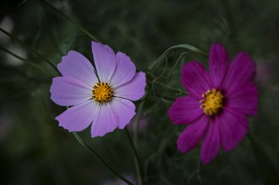 秋英花