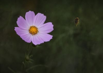 秋英花