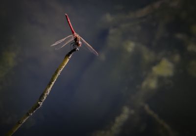 蜻蜓