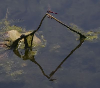 蜻蜓
