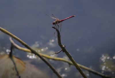 蜻蜓