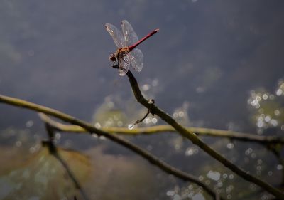 蜻蜓