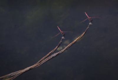 蜻蜓