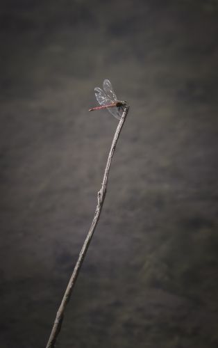 蜻蜓