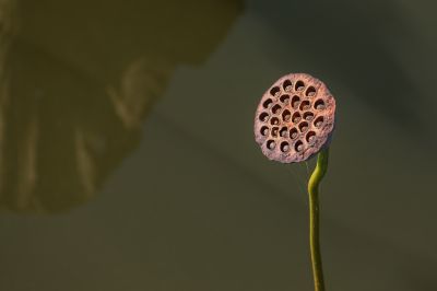 残荷