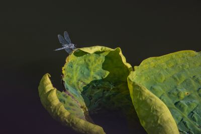 残荷