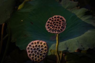 残荷
