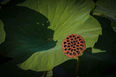 残荷