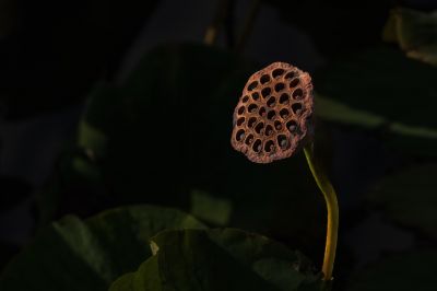 残荷