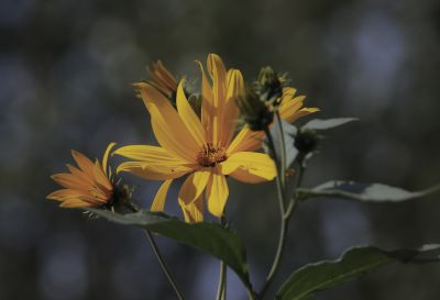 菊芋花