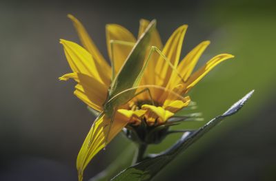 菊芋花